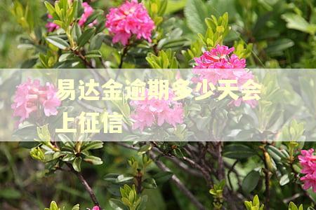 易达金逾期多少天会上征信