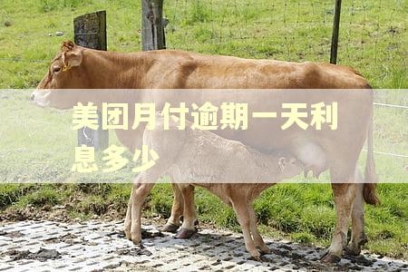 美团月付逾期一天利息多少 美团月付逾期一天利息多少