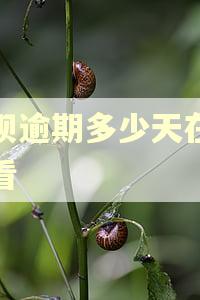 借呗逾期多少天在哪里看