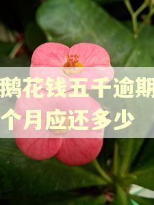 小鹅花钱五千逾期了二个月应还多少