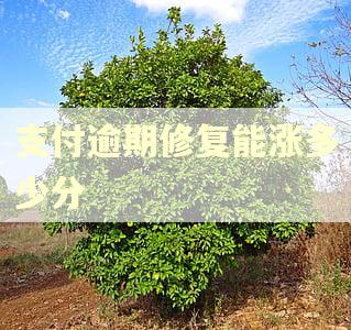 支付逾期修复能涨多少分