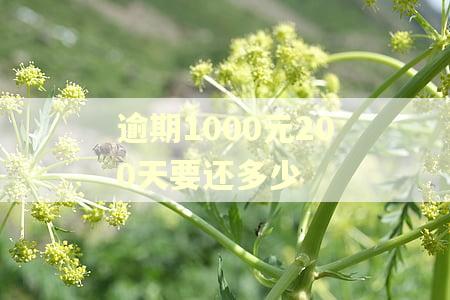 逾期1000元200天要还多少