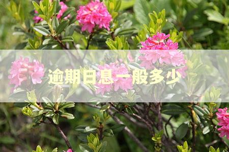 逾期日息一般多少 逾期日息一般多少