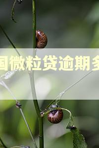 全国微粒贷逾期多少人