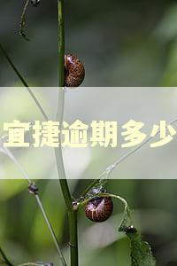 嘉宜捷逾期多少天