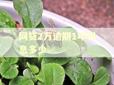 网贷2万逾期1年利息多少 网贷2万逾期1年利息多少