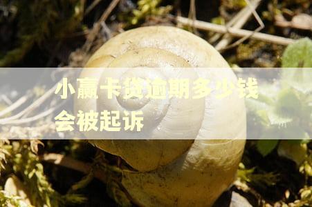 小赢卡贷逾期多少钱会被起诉