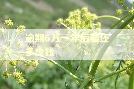 逾期6万一年后要还多少钱