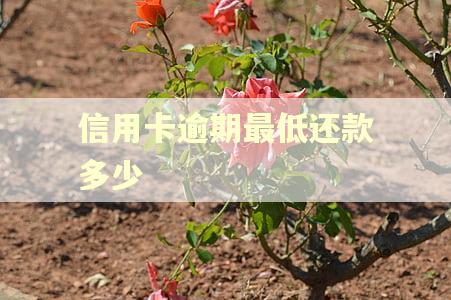信用卡逾期最低还款多少