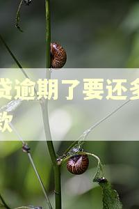 网贷逾期了要还多少罚款