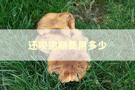 还呗逾期费用多少