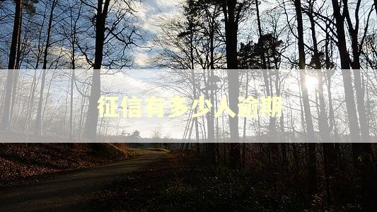 征信有多少人逾期