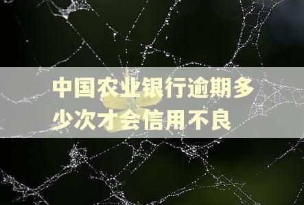 中国农业银行逾期多少次才会信用不良
