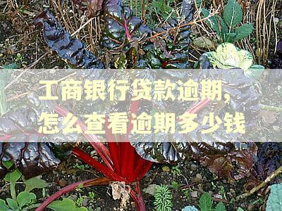 工商银行贷款逾期,怎么查看逾期多少钱 工商银行贷款逾期,怎么查看逾期多少钱