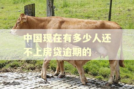 中国现在有多少人还不上房贷逾期的