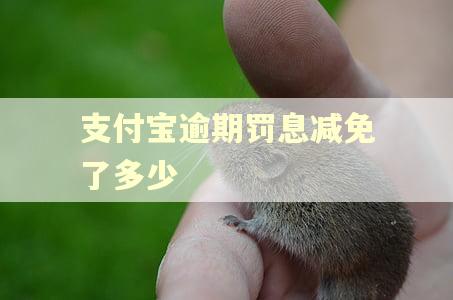支付宝逾期罚息减免了多少