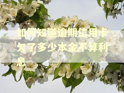 如何知道逾期信用卡欠了多少本金不算利息