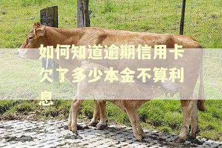 如何知道逾期信用卡欠了多少本金不算利息 如何知道逾期信用卡欠了多少本金不算利息