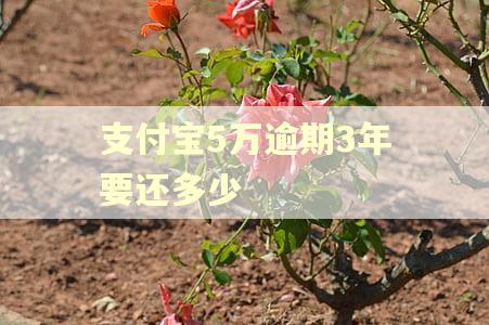 支付宝5万逾期3年要还多少