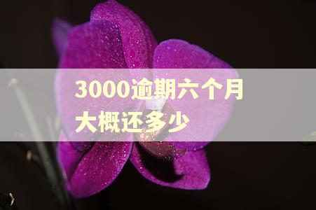 3000逾期六个月大概还多少