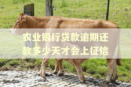 农业银行贷款逾期还款多少天才会上征信