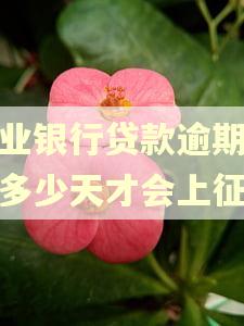 农业银行贷款逾期还款多少天才会上征信