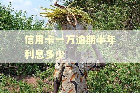 信用卡一万逾期半年利息多少 信用卡一万逾期半年利息多少