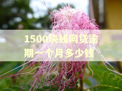 1500块钱网贷逾期一个月多少钱