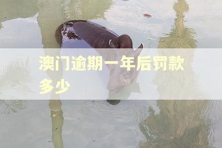 澳门逾期一年后罚款多少