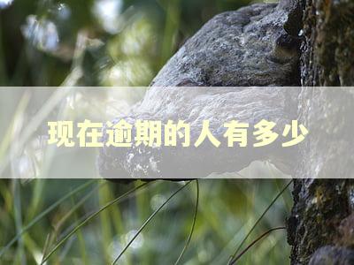 现在逾期的人有多少