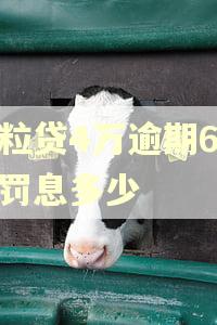 微粒贷4万逾期6个月罚息多少