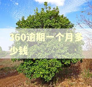 360逾期一个月多少钱