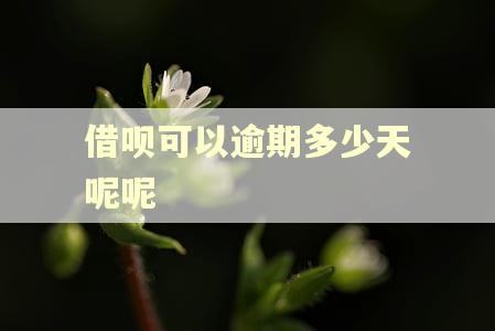 借呗可以逾期多少天呢呢