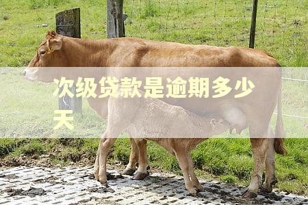 次级贷款是逾期多少天