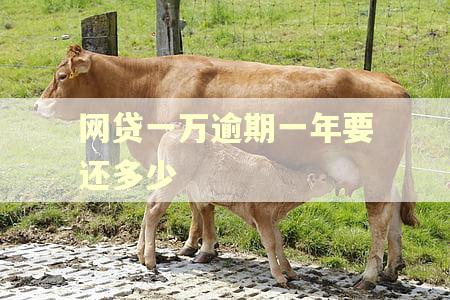 网贷一万逾期一年要还多少