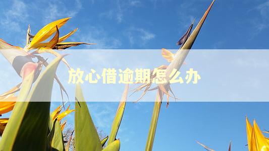 放心借逾期怎么办