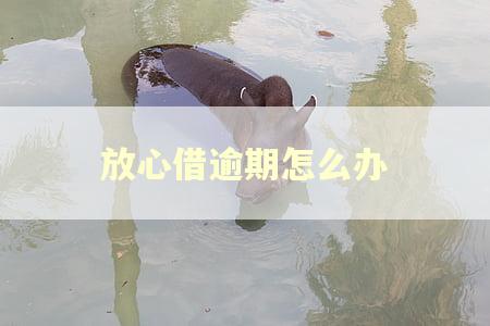 放心借逾期怎么办
