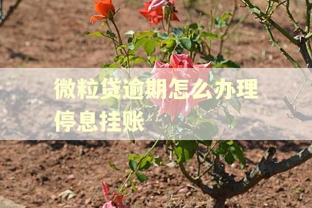 微粒贷逾期怎么办理停息挂账