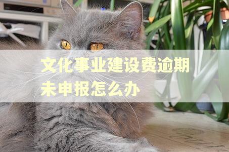 文化事业建设费逾期未申报怎么办