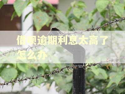 借呗逾期利息太高了怎么办