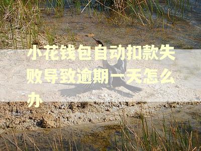 小花钱包自动扣款失败导致逾期一天怎么办 小花钱包自动扣款失败导致逾期一天怎么办