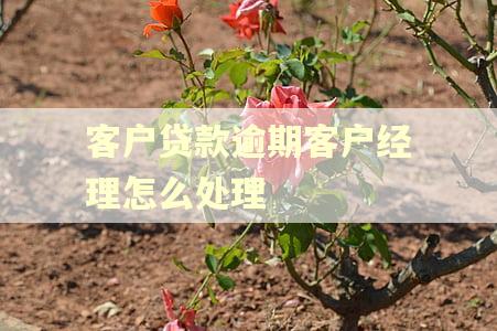 客户贷款逾期客户经理怎么处理