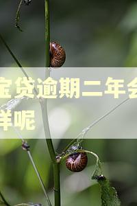 富宝贷逾期二年会怎么样呢
