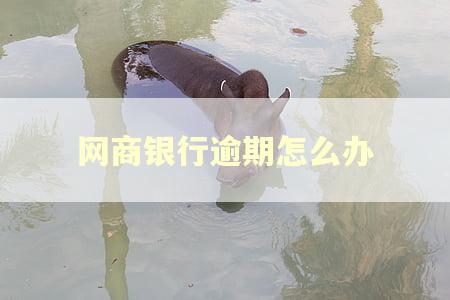 网商银行逾期怎么办