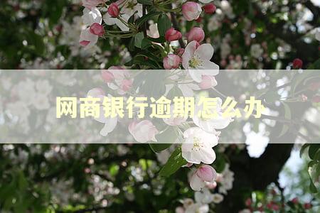 网商银行逾期怎么办 网商银行逾期怎么办