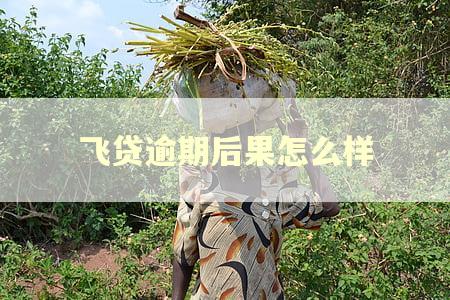 飞贷逾期后果怎么样