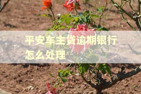 平安车主贷逾期银行怎么处理