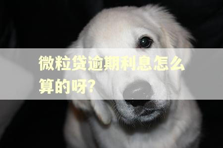 微粒贷逾期利息怎么算的呀?