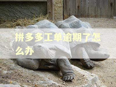 拼多多工单逾期了怎么办