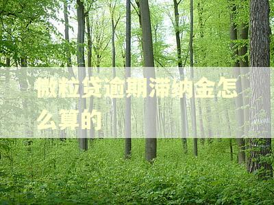 微粒贷逾期滞纳金怎么算的 微粒贷逾期滞纳金怎么算的